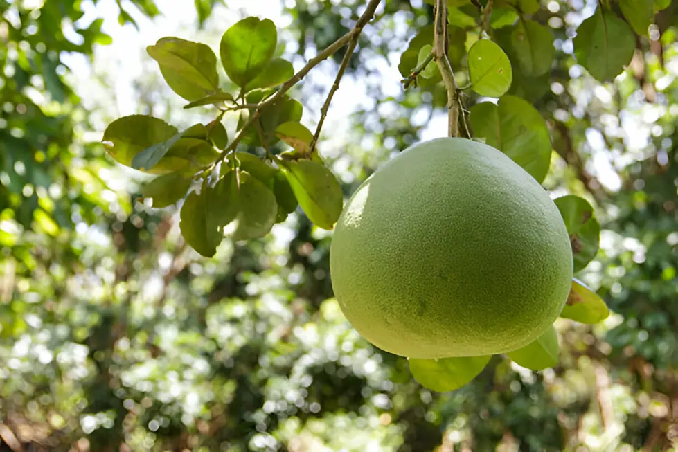 Green Pomelo