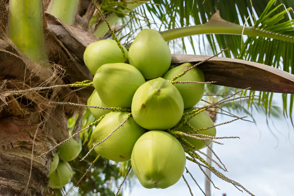 Vietnam Coconut