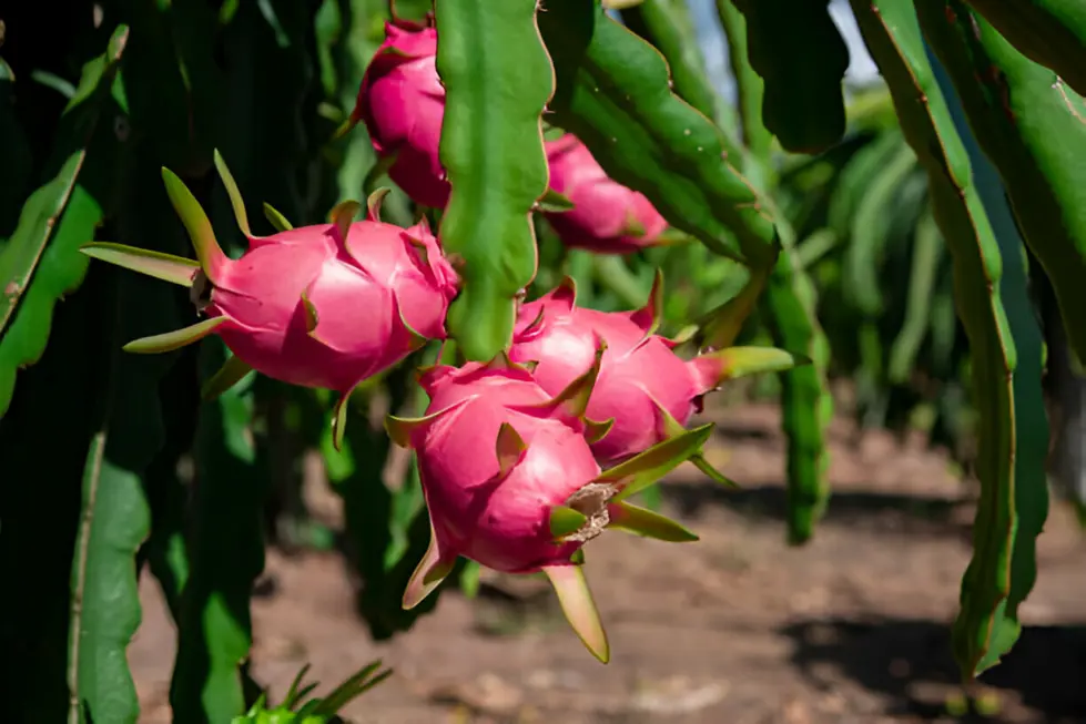 Dragon Fruit